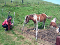 ナイタイ高原牧場の馬
